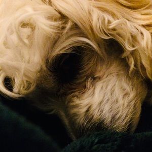 Meet your Posher, Ella